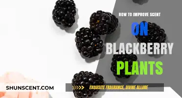 Enhance Blackberry Plant Fragrance: Proven Tips for a Better Scent