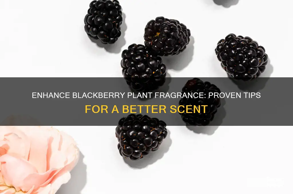 how to improve scent on blackberry plants