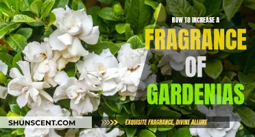 Blooming Beauty: Secrets to Enhance Your Gardenia's Fragrant Allure