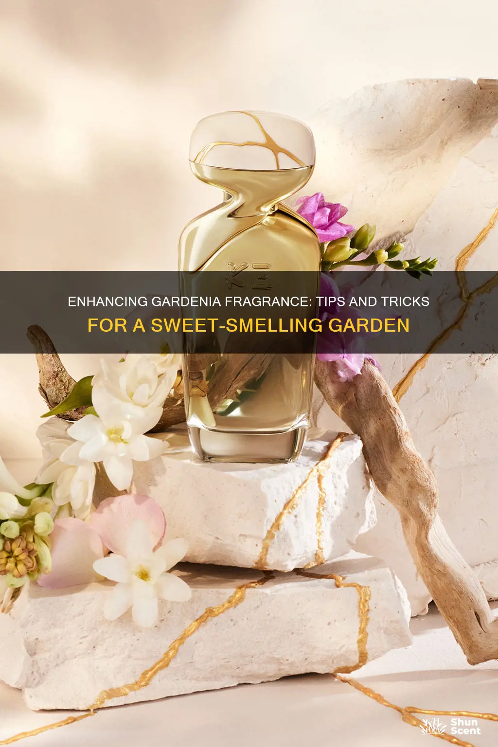 how to increase a fragrance of gardenias