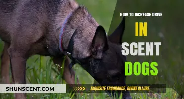Boosting Scent Dog Drive: Proven Techniques for Enhanced Detection Skills