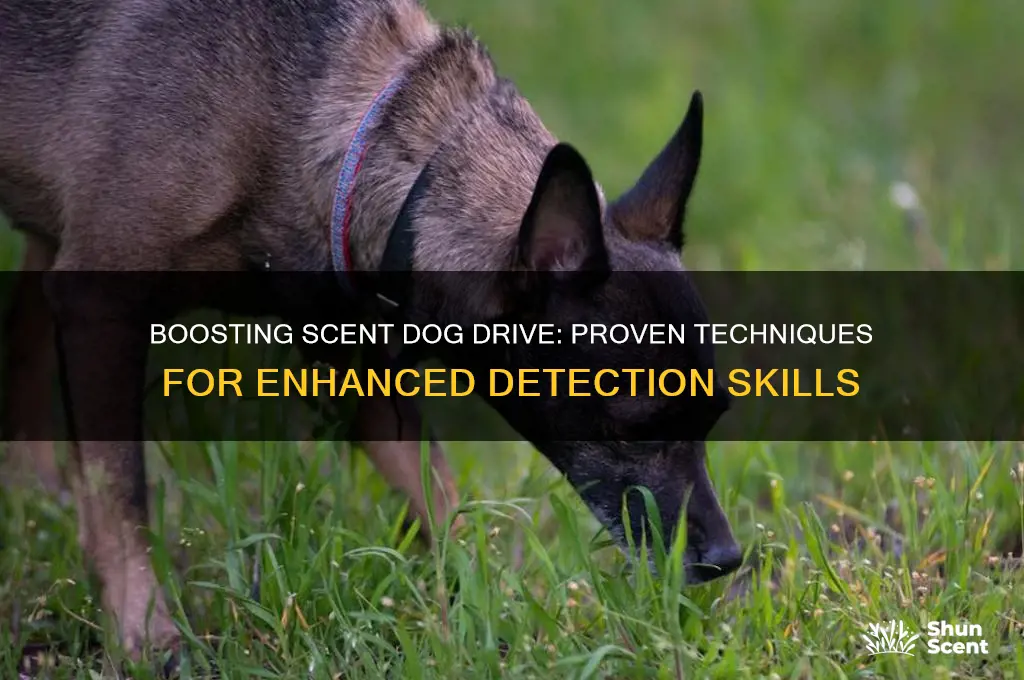 how to increase drive in scent dogs