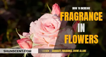 Boost Your Blooms: 5 Secrets to Enhance Flower Fragrance