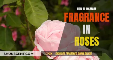 Enhancing the Fragrance of Roses: Tips and Tricks