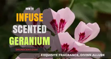 Infuse Scented Geranium: Simple Steps for Fragrant Creations at Home