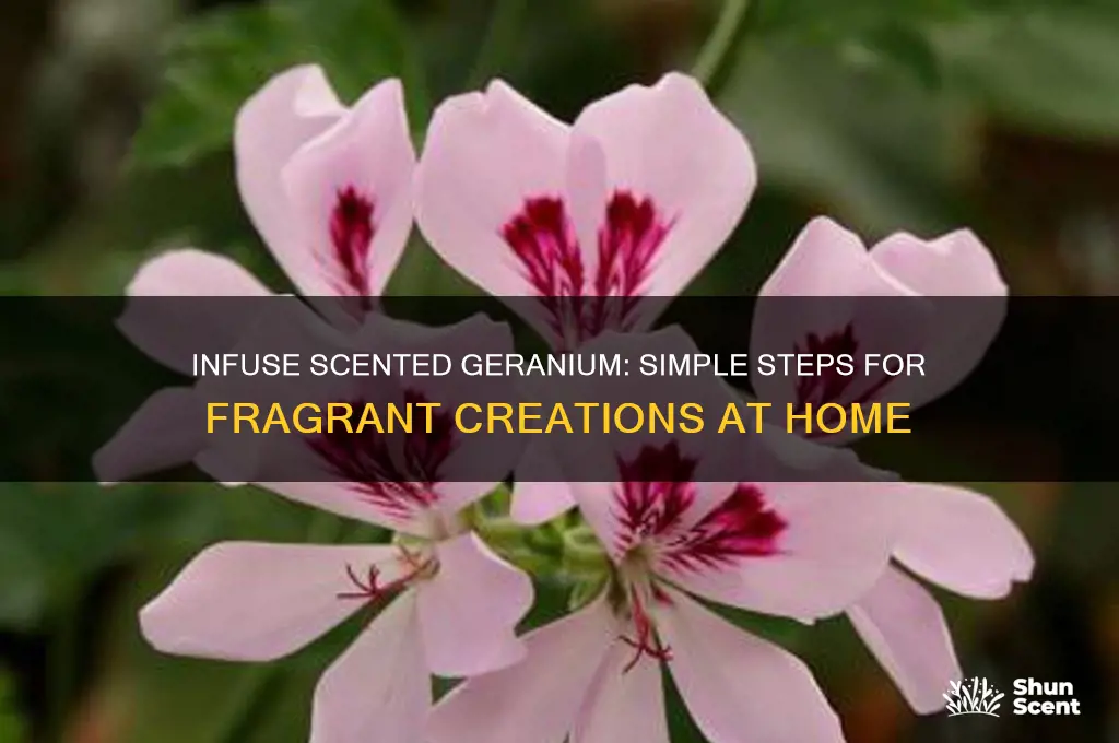 how to infuse scented geranium