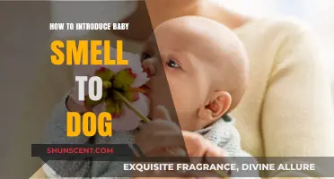 Safely Introducing Your Baby's Scent to Your Dog: A Guide