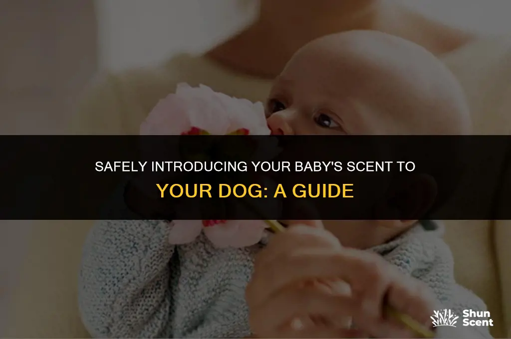 how to introduce baby smell to dog