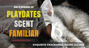 Introducing Cat Playdates: Scent Familiarization Tips for a Smooth Meetup