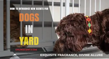 Introducing New Yard Scents: A Gentle Guide for Your Dog