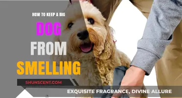 Fresh and Clean: Tips to Keep Your Big Dog Smelling Great