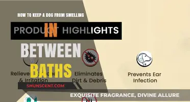 Fresh and Clean: Tips to Keep Your Dog Smelling Great Between Baths