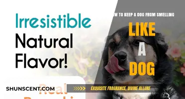 Fresh and Clean: Tips to Keep Your Dog Odor-Free
