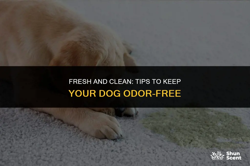how to keep a dog from smelling like a dog