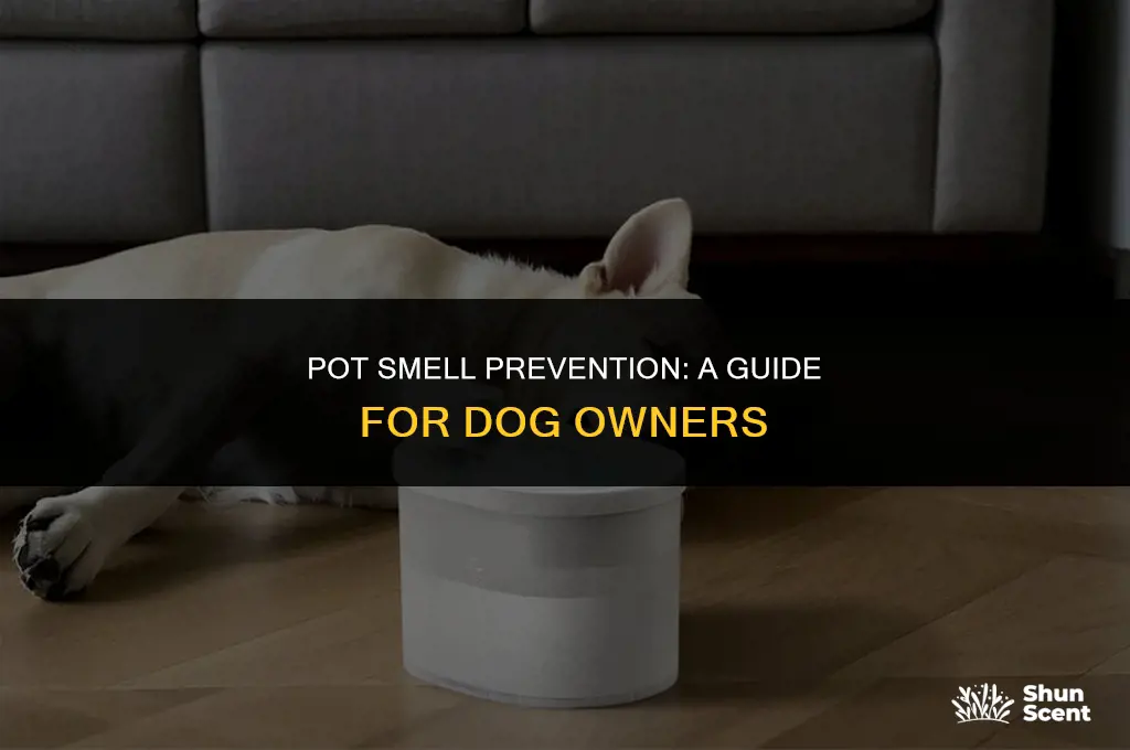 how to keep a dog from smelling your pot