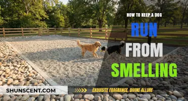 Fresh Air, Happy Trails: Keeping Your Dog Run Odor-Free