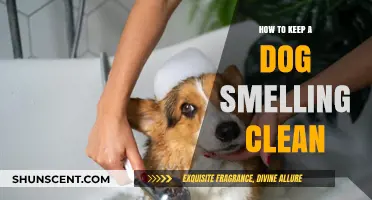 Fresh and Clean: A Guide to Keeping Your Dog Smelling Great