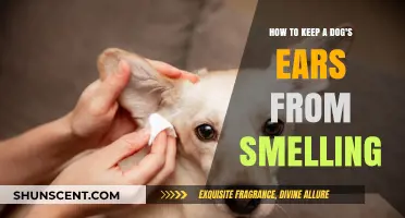 Fresh Ears, Happy Pup: A Guide to Odor-Free Canine Ears