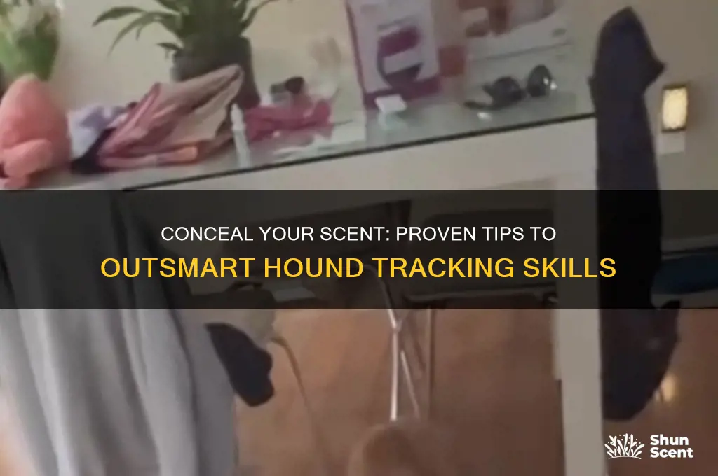 how to keep a hound from smelling your scent