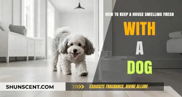 Fresh Home, Happy Pup: Tips for a Pleasant-Smelling House with Dogs