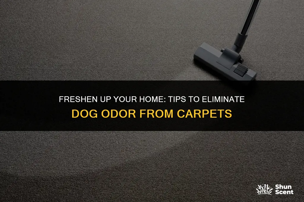 how to keep carpet from smelling like dog