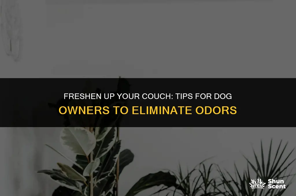 how to keep couch smelling fresh with dogs