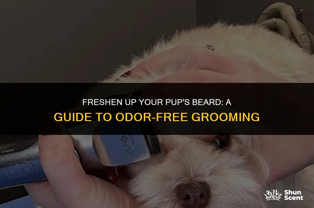 how to keep dog beard from smelling