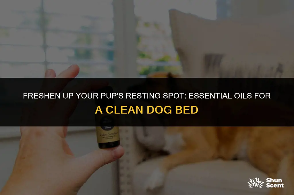 how to keep dog bed smelling fresh with essential oils