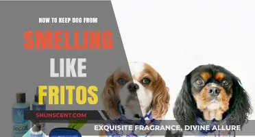 Banish the Frito Smell: A Guide to Keeping Your Dog Fresh
