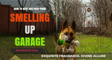 Effective Tips to Neutralize Dog Poop Odor in Your Garage