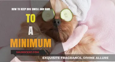 Effective Tips to Minimize Dog Odor and Shedding at Home