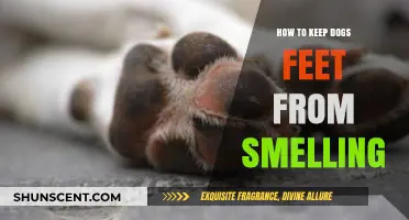 Pawsitively Fresh: A Guide to Odor-Free Canine Feet