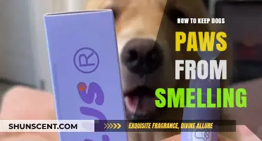 Fresh Paws: A Guide to Keeping Your Dog's Paws Odor-Free