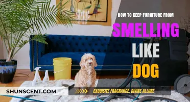 Freshen Up Your Home: Tips to Eliminate Dog Odor from Furniture