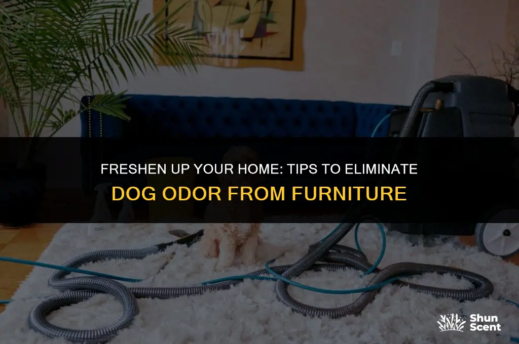 how to keep furniture from smelling like dog