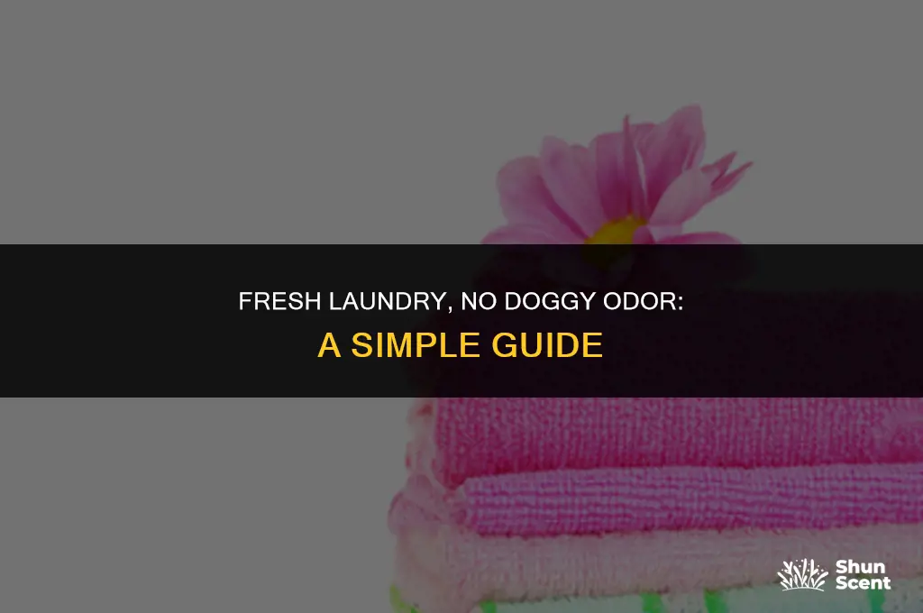 how to keep laundry from smelling like wer dog
