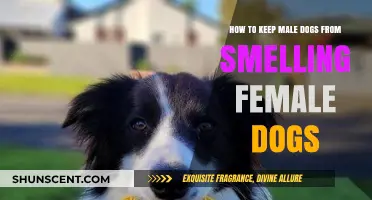 Managing Canine Curiosity: Tips to Keep Male Dogs Distracted
