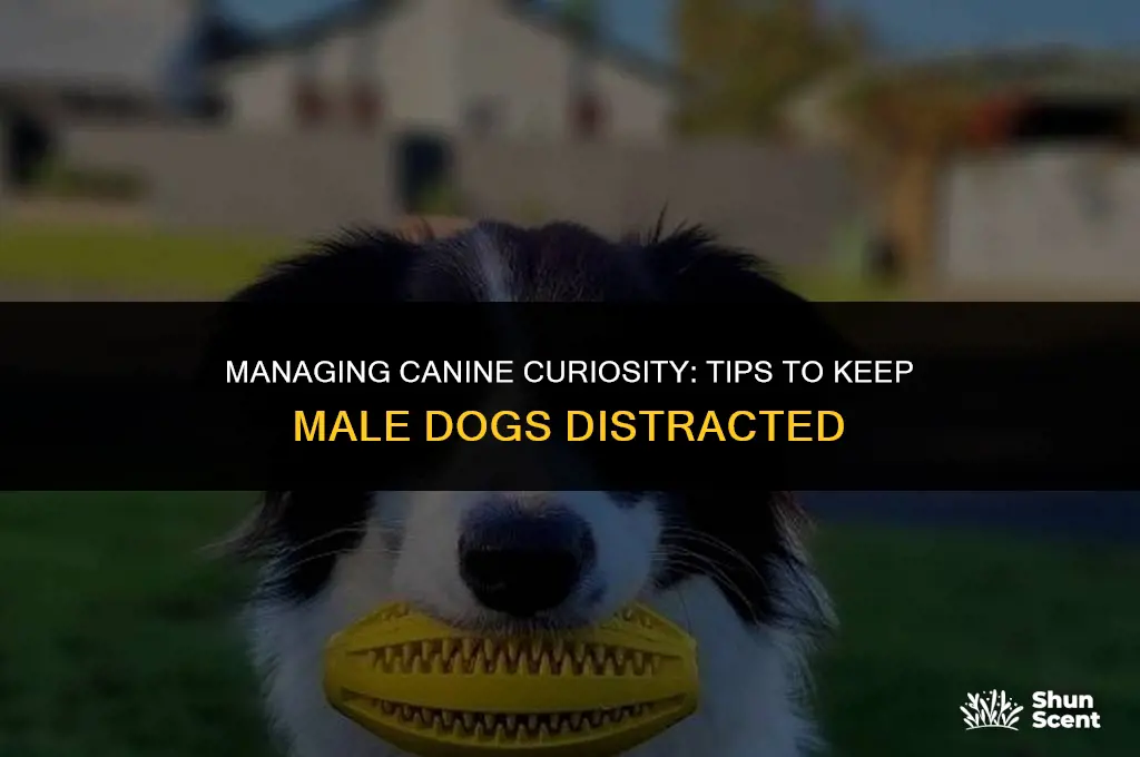 how to keep male dogs from smelling female dogs