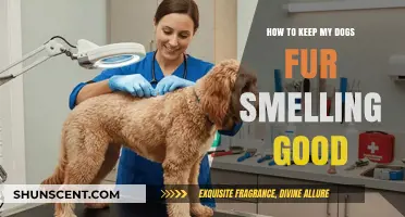 Fresh and Clean: Tips for Maintaining Your Dog's Fur Scent