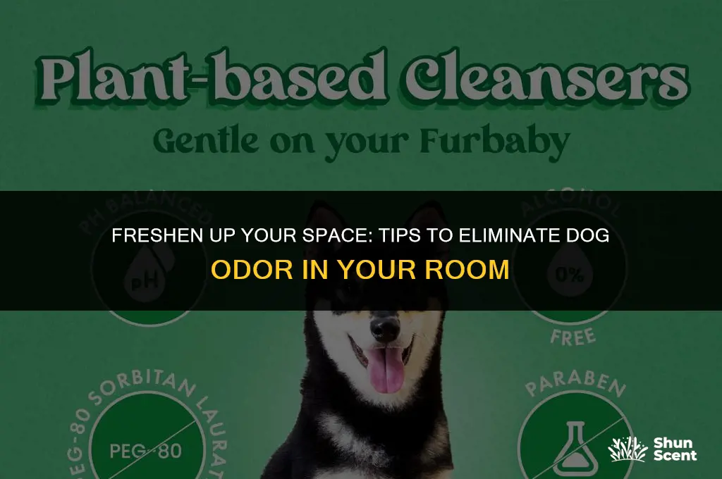 how to keep my room from smelling like dog