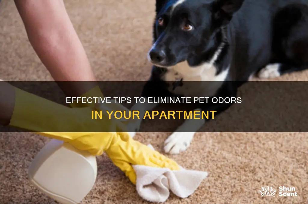 how to keep pet scent out of apartment