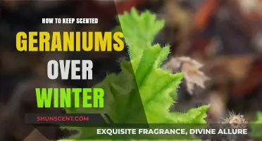 Winter Care Tips for Preserving Your Scented Geraniums Indoors