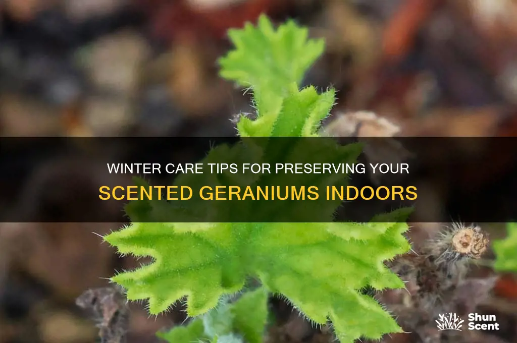 how to keep scented geraniums over winter