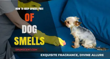 Fresh and Clean: Effective Tips to Eliminate Dog Odors from Your Home
