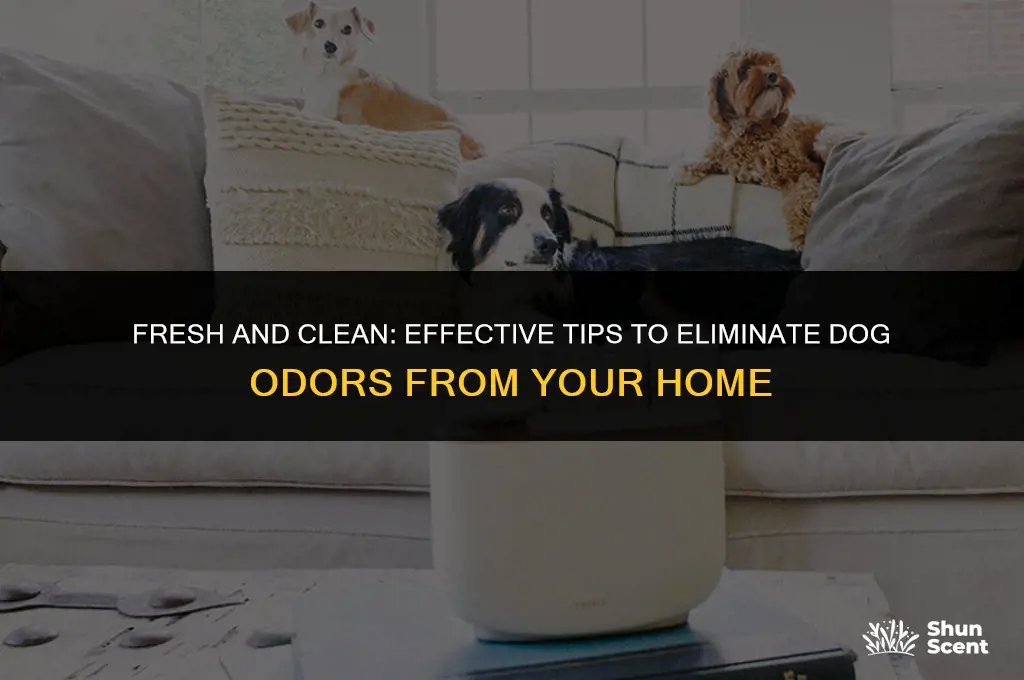 how to keep spaces free of dog smells