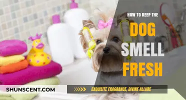 Freshen Up Your Furry Friend: Tips for a Smell-Free Dog