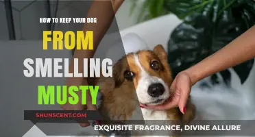 Freshen Up Your Pup: Tips to Keep Your Dog Smelling Great