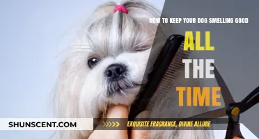 Fresh and Clean: A Guide to Keeping Your Dog Smelling Great