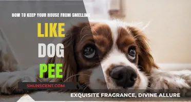Freshen Up Your Home: A Guide to Eliminating Dog Odor