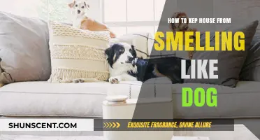 Freshen Up Your Home: Tips to Eliminate Dog Odors